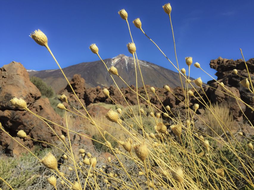 Tenerife: Teide National Park & Teno Rural Park Private Tour - Discovering Teide National Park