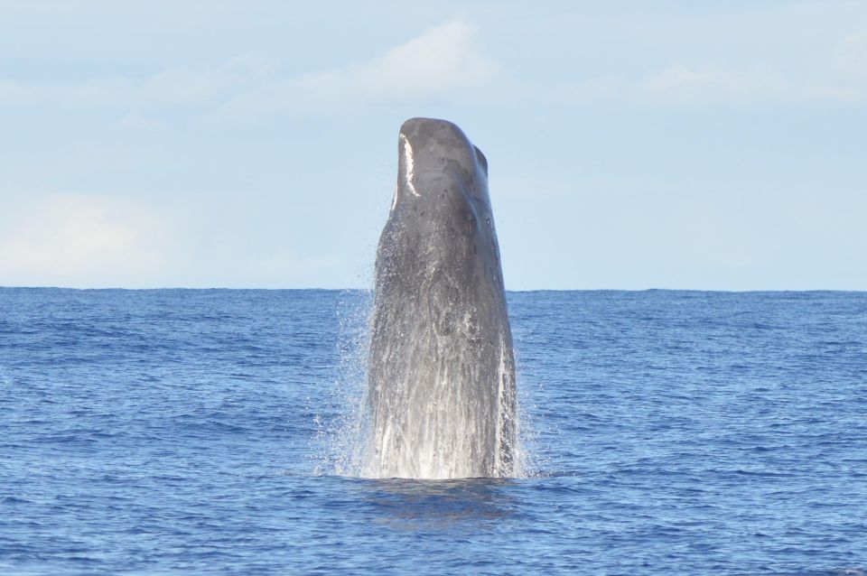 Tenerife: Whale and Dolphin Watching Boat Tour - Customer Reviews