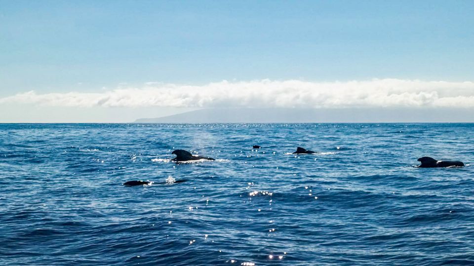 The Giants: Whales and Dolphin Watching Cruise With Lunch - Getting There