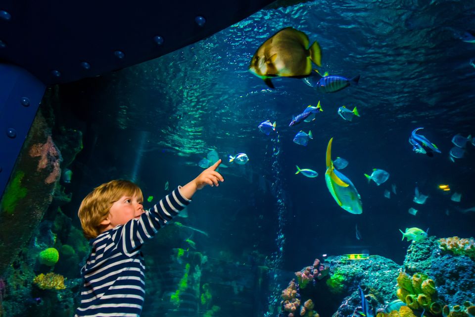 Ticket to SEA LIFE Konstanz - Tips for a Great Experience