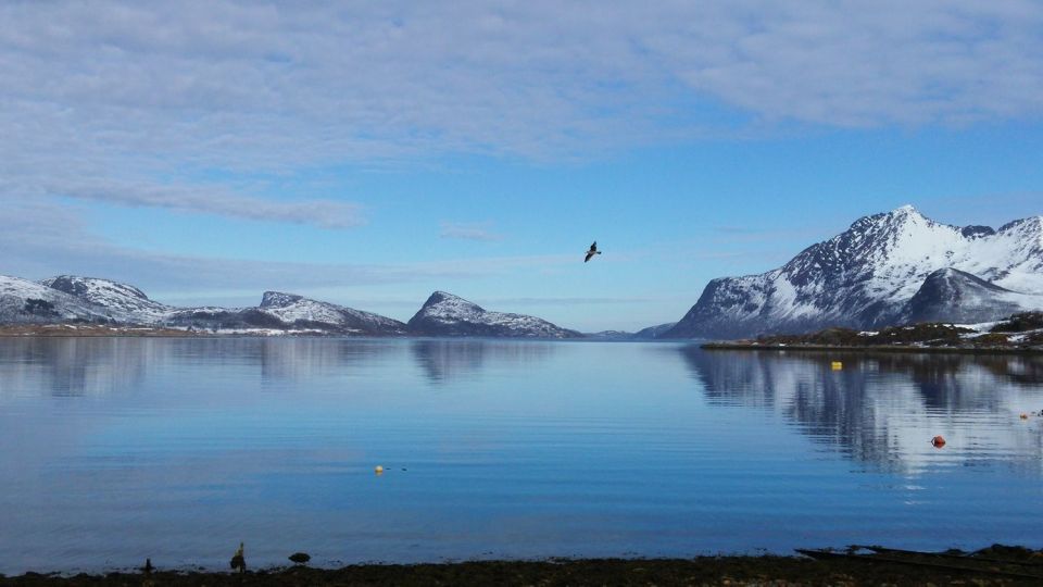 Tromsø: Arctic Landscape and Fjord Tour With Snacks - Tips for a Great Experience