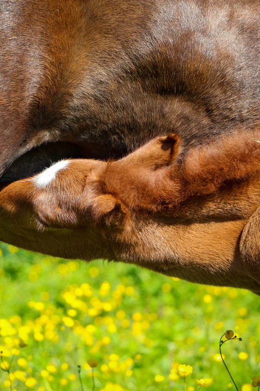 Tromsø: Evening Horseriding Experience - Tips for a Great Experience