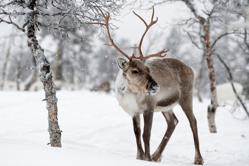 Tromso: Fjord Arctic Adventure Expedition - Frequently Asked Questions