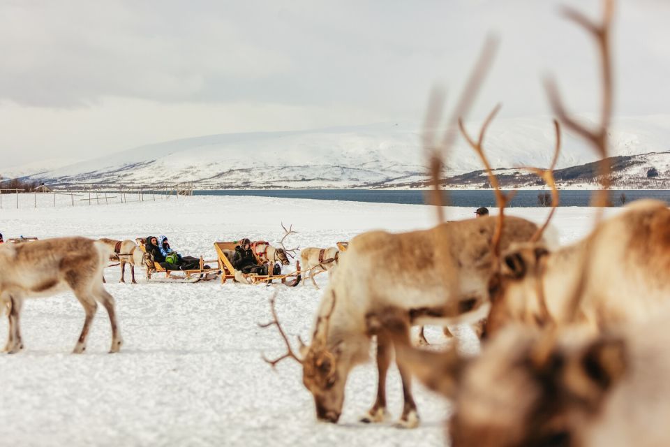 Tromsø: Reindeer Sledding & Feeding With a Sami Guide - Tips for Participants