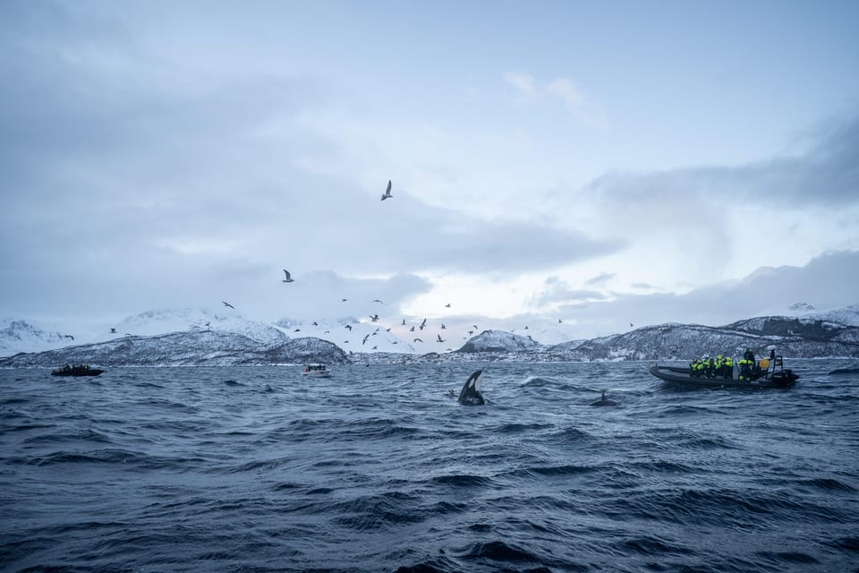 Tromsø: Skjervøy RIB Whale Watching Tour - Tips for Whale Watching