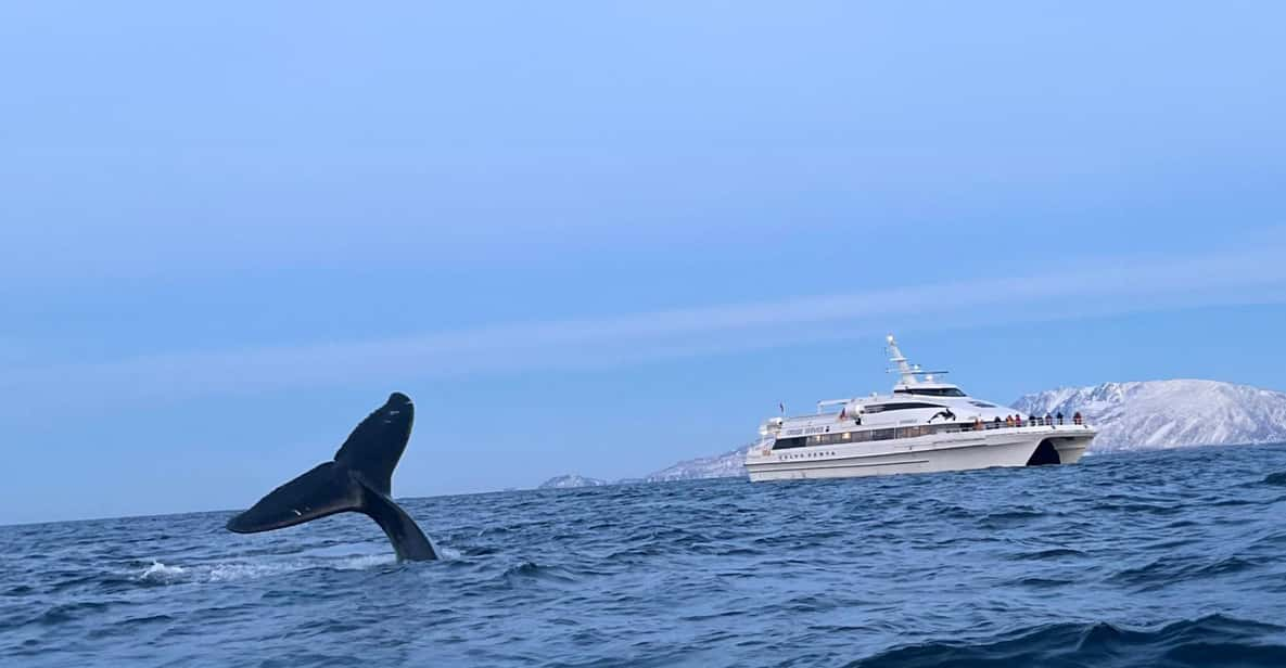 Tromsø Whale Safari With MS Gabriele - Wildlife Conservation Efforts