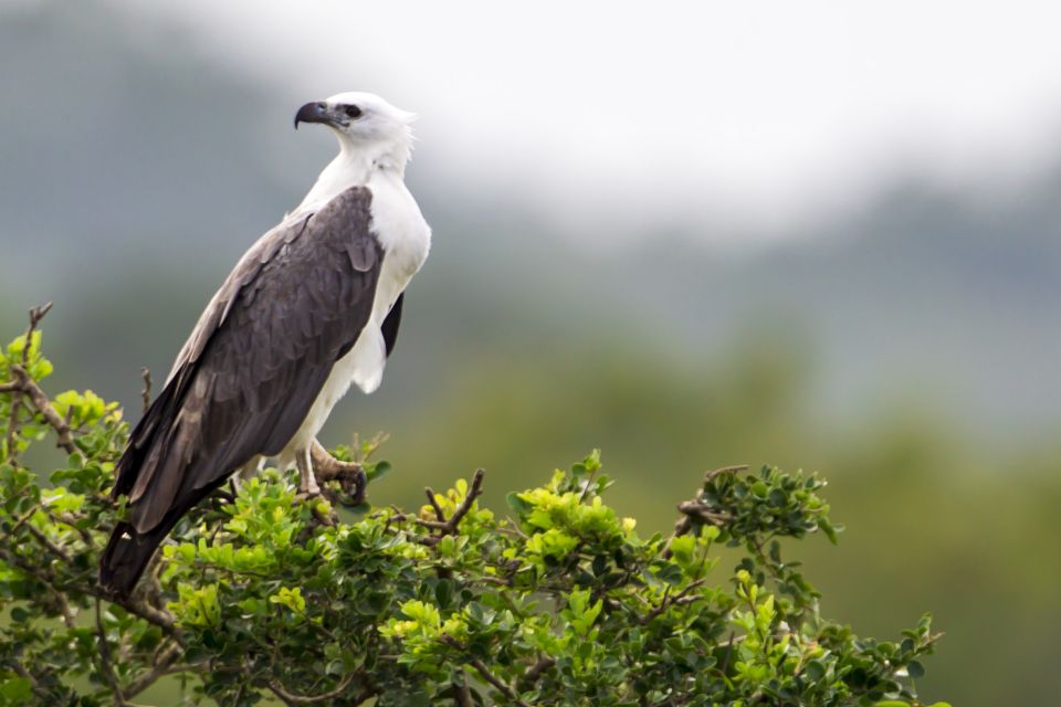 Udawalawa: Udawalawa National Park Safari Tour - Language Support