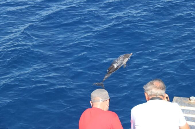 Varazze: Pelagos Sanctuary Wildlife Cruise With Guide - Customer Feedback