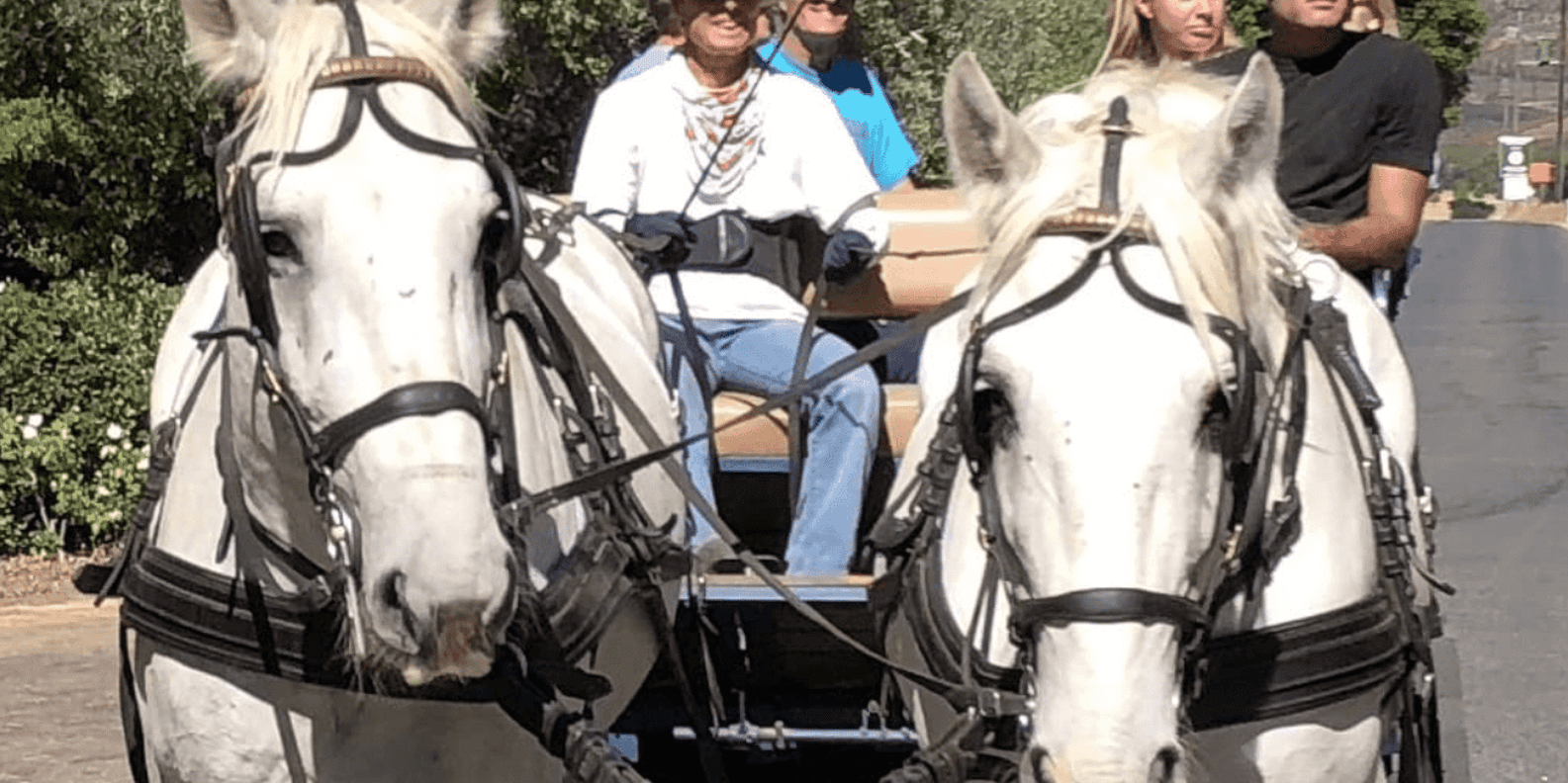 Vrede En Lust Wine Estate: 1H30M Carriage Ride & Wine Taste - The Sum Up