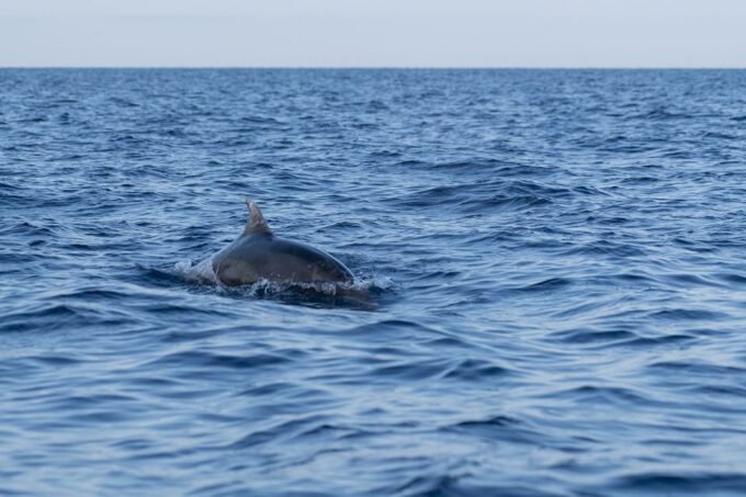 Vrsar: Dolphin Sunrise Adventure With Speedboat - Booking and Payment Options