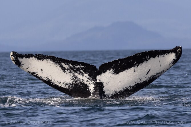 Whale-Watching, Icy Point, Hoonah , Whales, Orca, Killer-Whales. - Tips for Whale-Watching