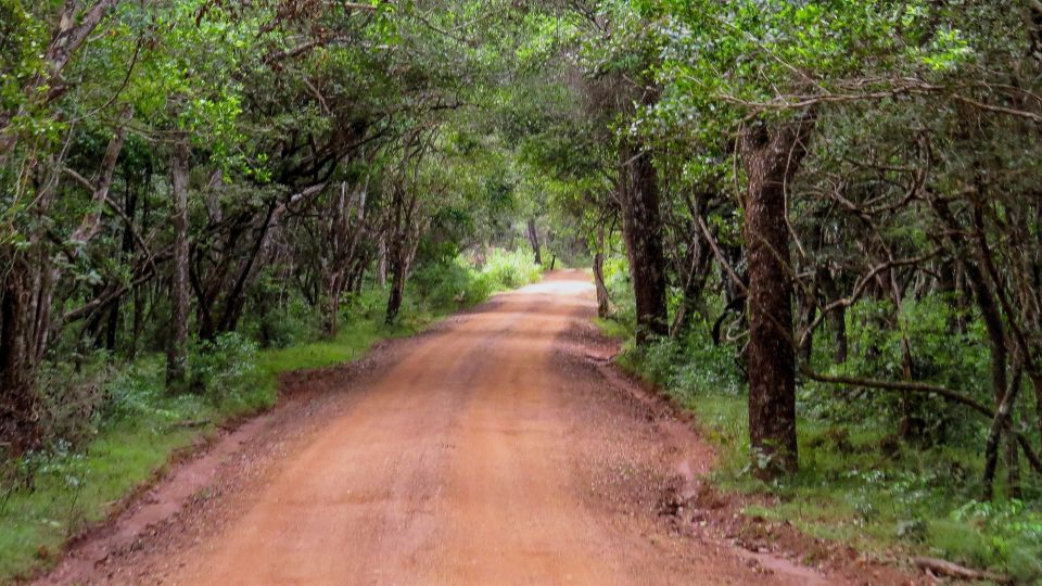 Wilpattu National Park: 3-Hour Morning or Evening Safari - Planning Your Safari