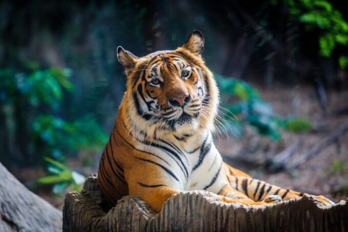 Wroclaw: Zoo With Private Transport and Tickets - Booking Process Steps