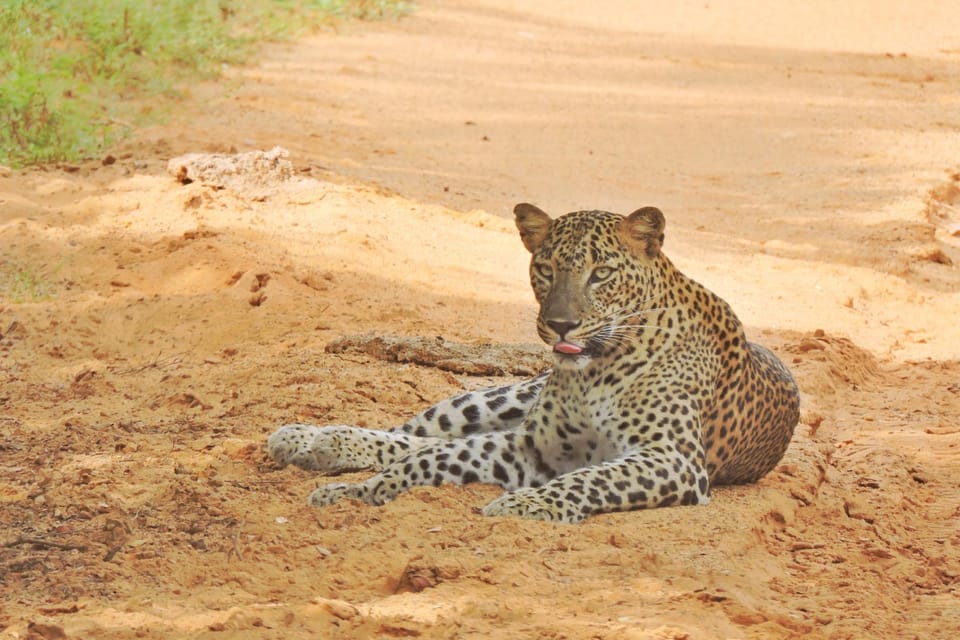 Yala National Park: Half Day Safari With Yala Odyssey Tours - Recommended Attire and Gear