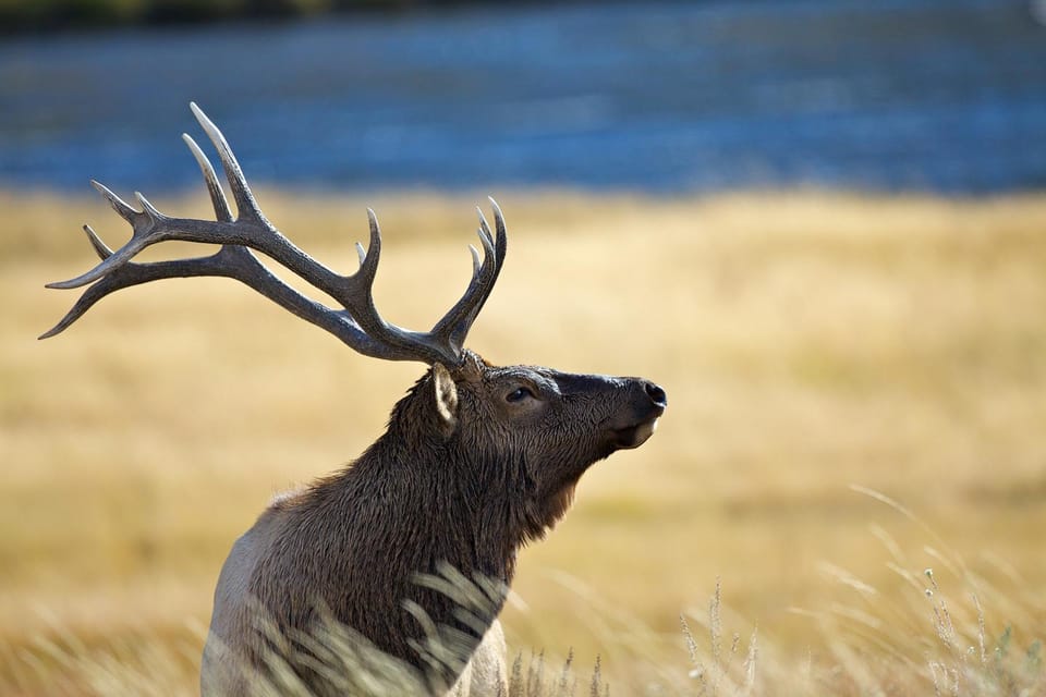 Yellowstone National Park: Group Tour - Booking and Cancellation Policy