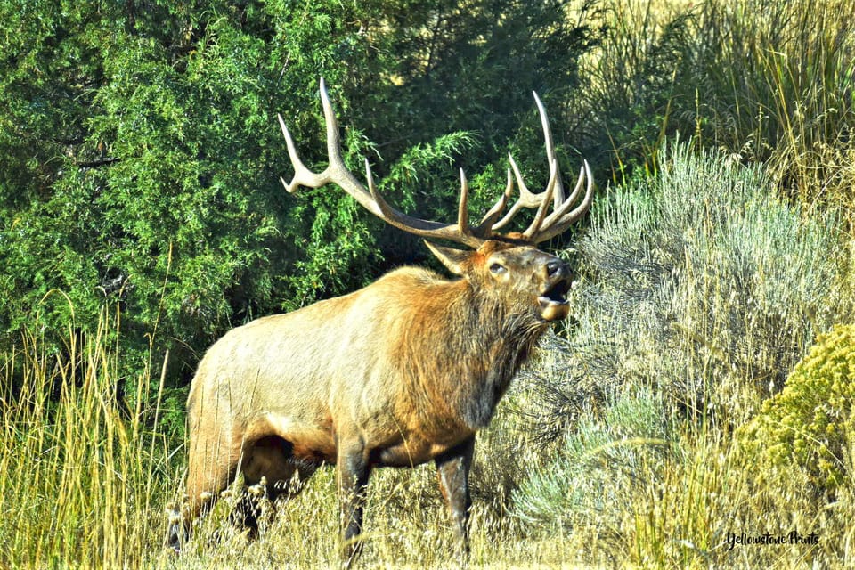 Yellowstone Wildlife Tours: From West Yellowstone Montana - Booking Information