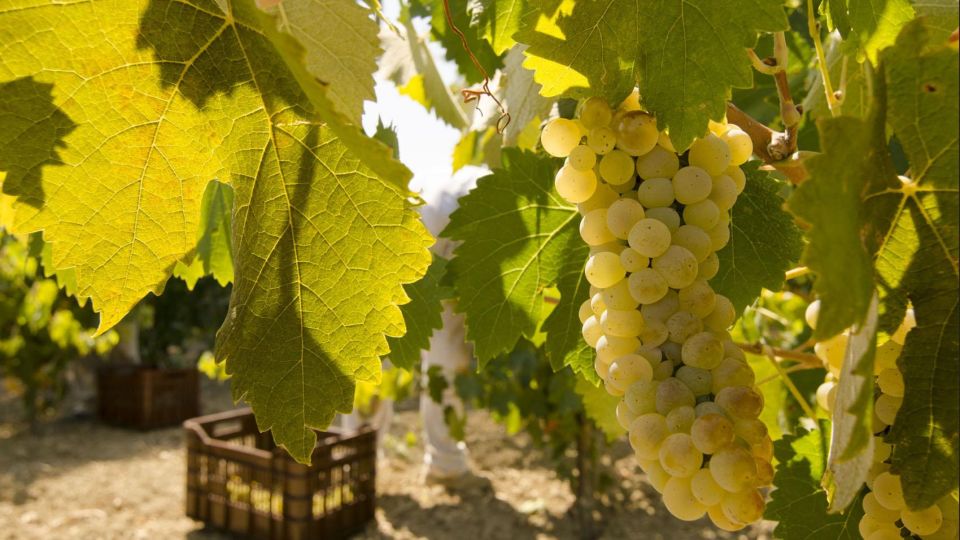 Zakynthos: Private Tour With Wine & Olive Oil Tasting - Booking Information