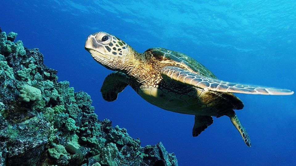 Zakynthos: Turtle Island Cruise With Swimming Stop - Cancellation Policy