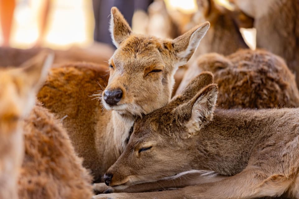 1-Day Walking Tour in Nara: Palace, Deer and Inkstick - Recap