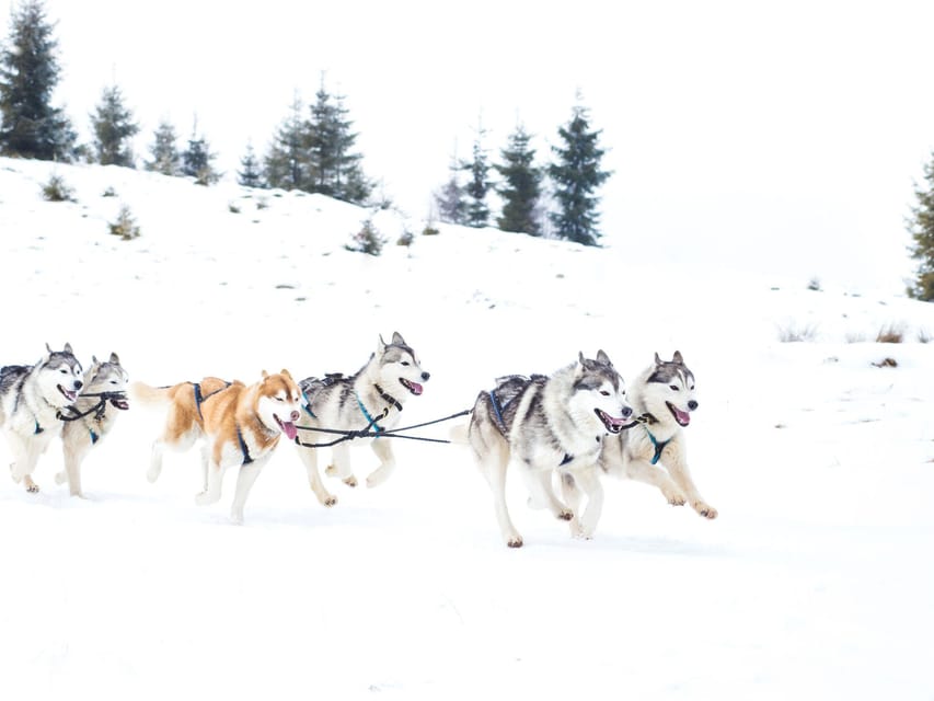 4hr Dog Sledding Trip on Finnmarksvidda - Frequently Asked Questions