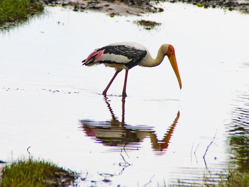 All-Inclusive Minneriya National Park Afternoon Safari - Frequently Asked Questions