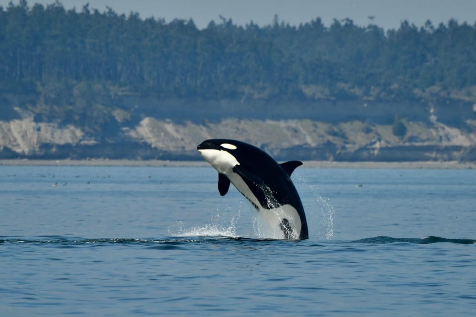 Anacortes: Whale Watching Adventure Tour - Frequently Asked Questions