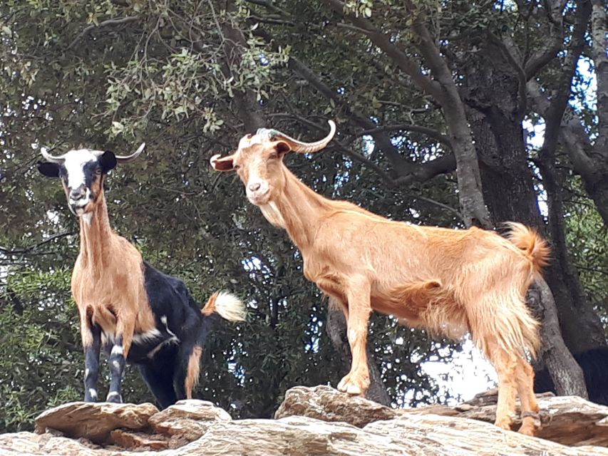 Andros Watermills Guided Hiking Tour - Frequently Asked Questions