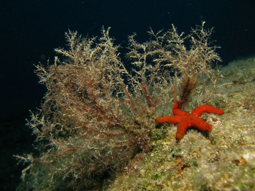 Athens: Adventure Dives in Nea Makri for Certified Divers - Frequently Asked Questions