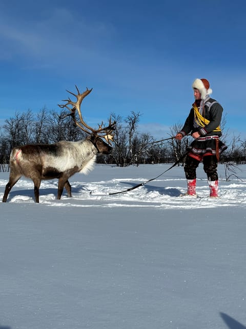 Authentic Sami Reindeer Herding Adventure in Arctic Norway - Frequently Asked Questions