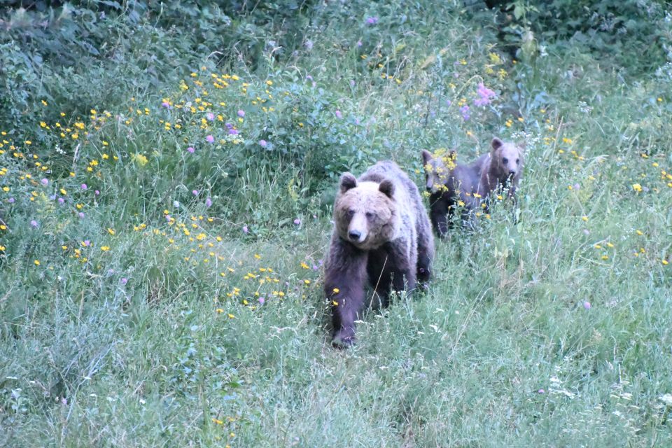 Bear Watching Slovenia With Ranger and Local Guide - Frequently Asked Questions