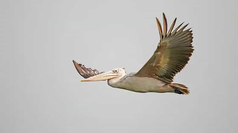 Bird Watching at Prek Toal Tonlé Sap Lake Biosphere Reserve - Frequently Asked Questions