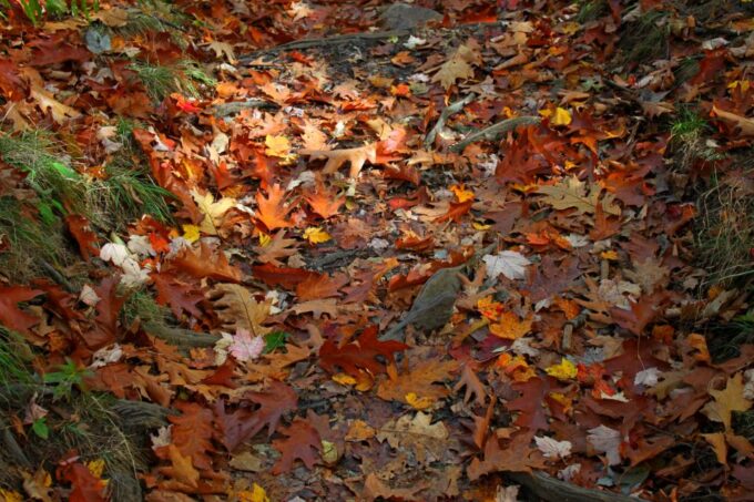 Blue Ridge Parkway (South): Driving Tour With Audio Guide - Frequently Asked Questions