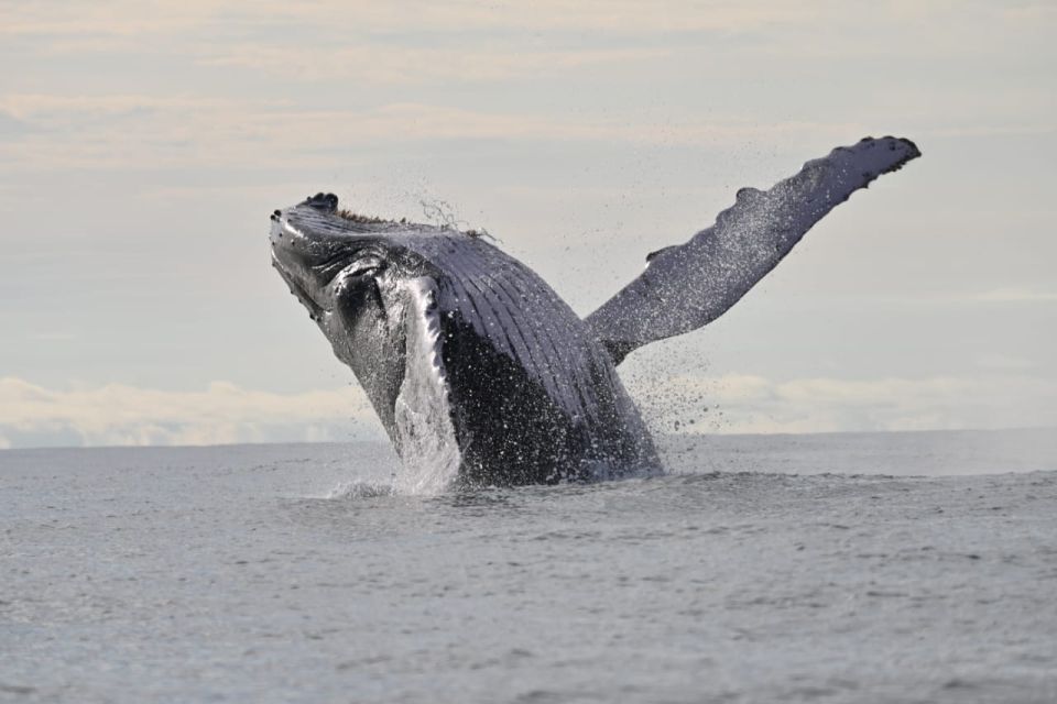 Buenaventura: Whale Watching Trip With Overnight Stay - Frequently Asked Questions