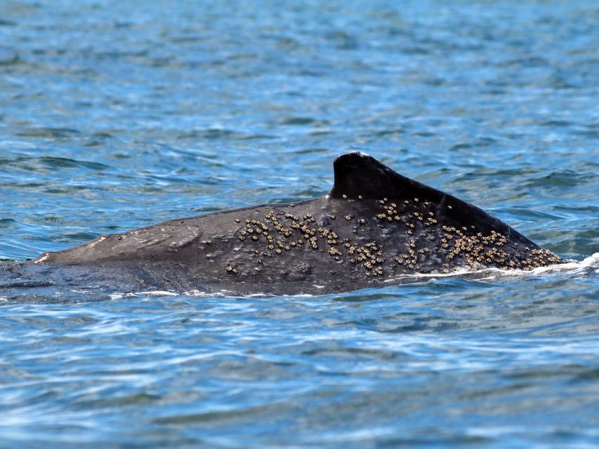 Cali: Whale Watching in the Colombian Pacific Coast - Frequently Asked Questions