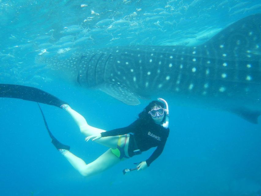 Cebu: Oslob Whale Sharks, Waterfall & Sardine Snorkeling - Frequently Asked Questions