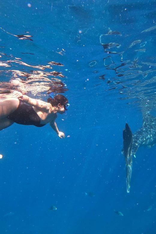 Cebu Swim With Whaleshark & Sumilon Island - Frequently Asked Questions