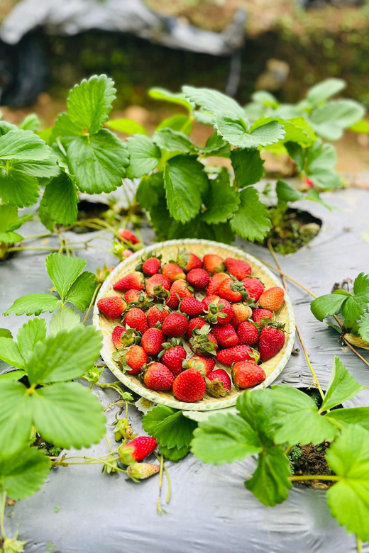 Cebu | West Highland Tour With Strawberry Farm (Private) - Frequently Asked Questions