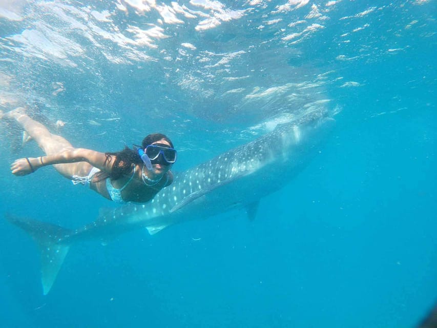 Cebu: Whale Shark Encounter &Adventure With Mantayupan Falls - Frequently Asked Questions