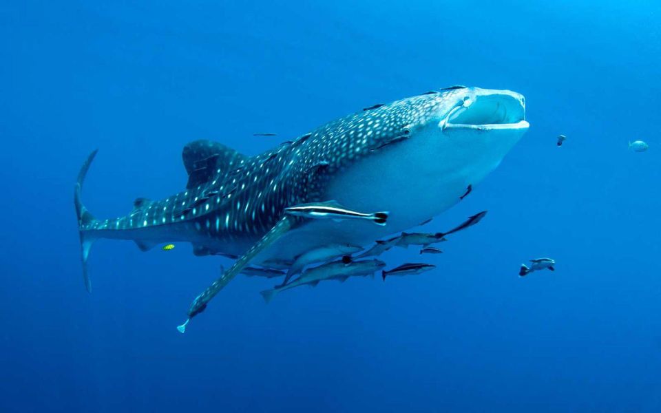 Cebu: Whale Sharks, Tumalog Falls, and Monkey Sanctuary Tour - Frequently Asked Questions