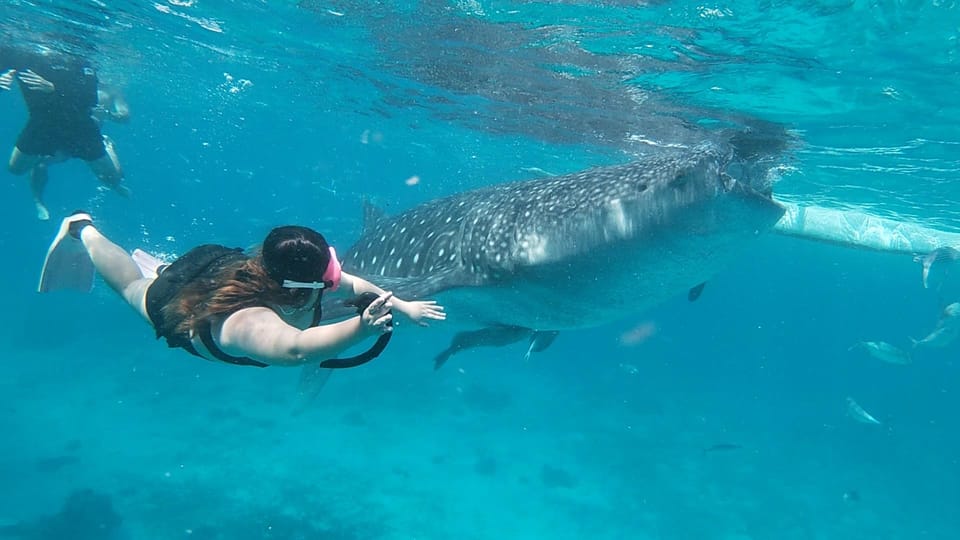 Cebu: Whaleshark Encounter, Tumalog Falls & Sumilon Sandbar - Frequently Asked Questions