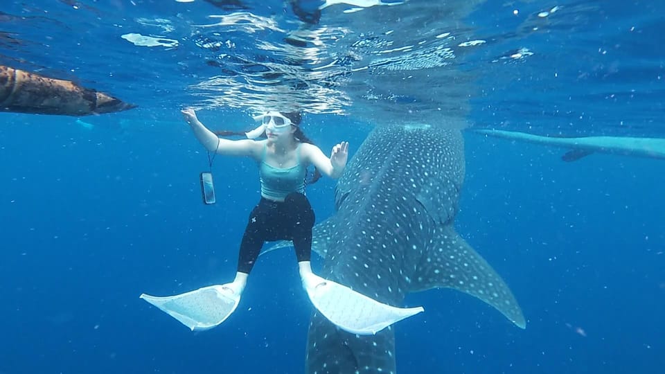 Cebu: Whaleshark Watching and Sardines Run Snorkeling Tour - Frequently Asked Questions