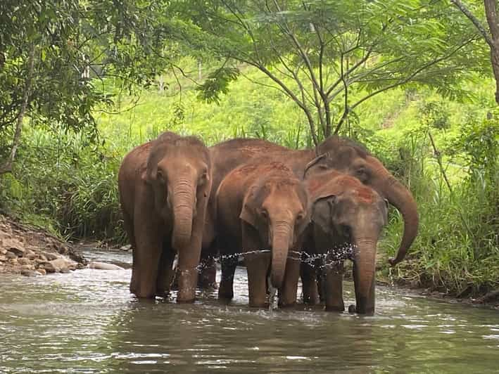 Chiang Mai: Elephant Dream Project Sanctuary - Half-Day - Frequently Asked Questions