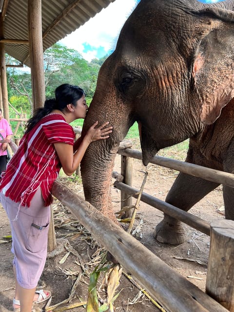 Chiang Mai: Elephant Feeding Experience, Hand Feed Elephants - Frequently Asked Questions