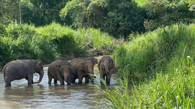 Chiang Mai: Elephant Sanctuary, Monk Trail & Doi Suthep Tour - Frequently Asked Questions