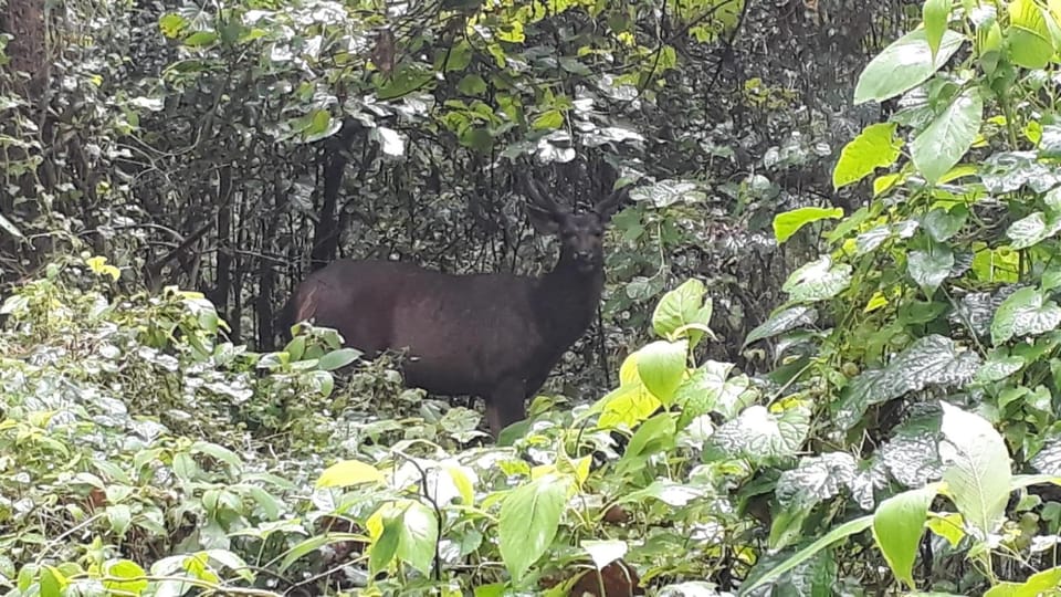 Chitwan: 4-Day Chitwan National Park Tiger Safari Tour - Frequently Asked Questions