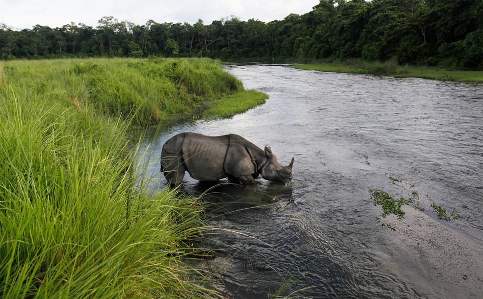 Chitwan Jungle Safari Tour by Private Car at Luxury Resort - Frequently Asked Questions