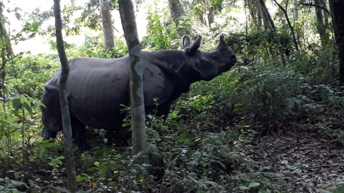 Chitwan: Jungle Safari With Jeep, Canoe, and Jungle Walk - Frequently Asked Questions