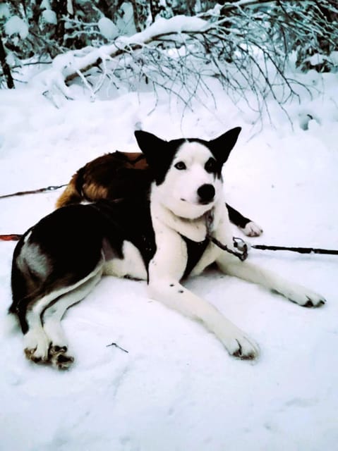 Combo TourHusky and Reindeer Sledding Ride in Levi - Frequently Asked Questions