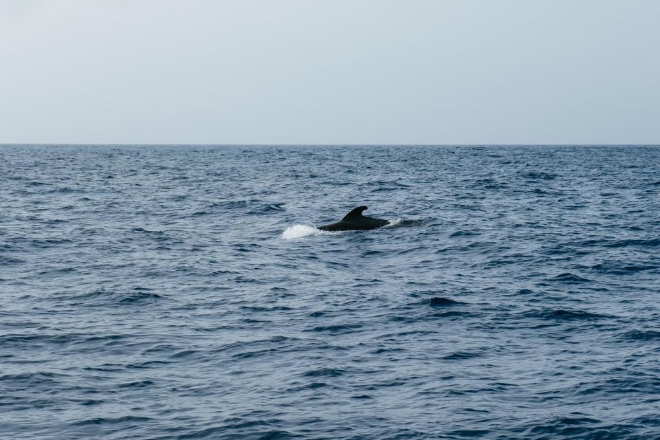 Costa Adeje: Whale & Dolphin Eco-Cruise With Snacks & Drinks - Frequently Asked Questions