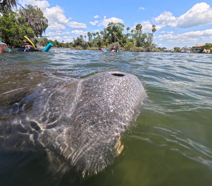 Crystal River: Guided Manatee Snorkeling Tour - Frequently Asked Questions